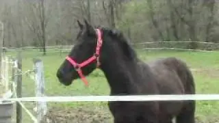 Friesian sport horse - Florabunda