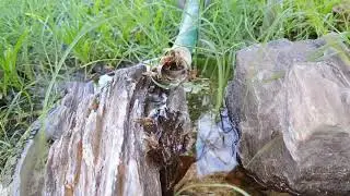 Bee watering slot in 110 heat wave