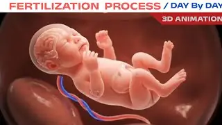 Fertilization Process Explained | 3D Animation 