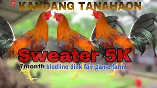 Intip Bakalan Umur 6-7bulan Sweater 5K Dink Fair KANDANG TANAHAON