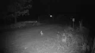 Easter Bunny Caught by Security Camera for Granddaughter