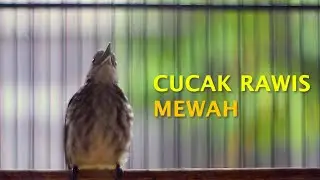 CUCAK RAWIS GACOR SOREE HARI