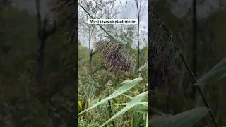 The invasive European common reed #reed #invasiveplants #invasivespecies #phragmites #wetlands