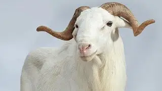 Goats fight। goats video