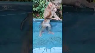 Adorable Moment! Monkey Hugs Sleeping Cat #cutemonkey #monkey #monkeysr #dayshorts #cute #shorts