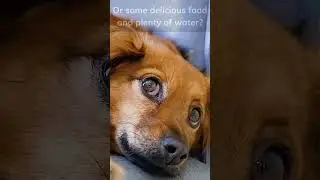 When Your Dog Is Feeling Sad - What They Really Need