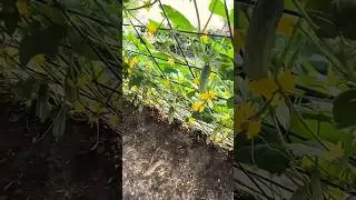 Cucumber plant net in action