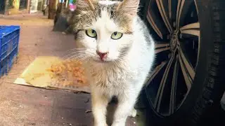 Feline Face-Off! 🐱⚔️ Cat Street Adventures Feeding, Fights & Fuzzy Cuteness 🐾🍗