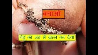 गेंहू का जड़ माहू / Root aphid