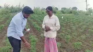 ###AGRISHINE COMPANY# AKIRAN మిరప తోటలో వచ్చే దోమ,పురుగు,ఎర్ర నల్లి,తామర పురుగు నివారణకు###