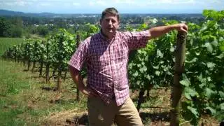 2009 Bergstr&ouml;m Vineyard Pinot Noir Release Video