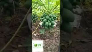 la production de papaye