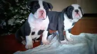 VICTORIAS BLUE FAMOUS BEAUTY QUEEN and VICTORIAS BLUE FAMOUS JUDGE KIRKO BANGZ