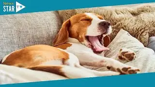 Vet shares worrying reason your dog might be tired that should never be ignored