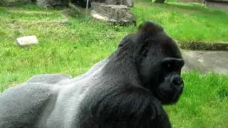 gorilla family dynamics at the San Francisco Zoo