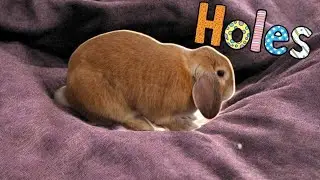 Bunny Bites Holes in Bedding #bunny ##freeroamrabbit #rabbit