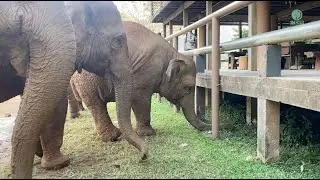 Faa Mai And Thong Ae Try To Locate Their Favorite Person Under The Platform - ElephantNews