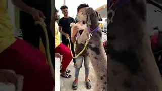 6 month old Great Dane puppy 😎🔥&hellip;&hellip;