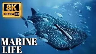 Marine Life 8K Ultra HD Videos - 120 Fps - Amazing Ocean Life Underwater