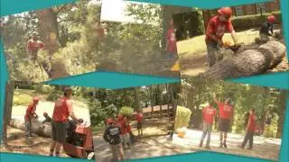 marietta tree cutting services