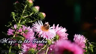 🌸 Magic in the Garden with the Autumn Aster 🌸 Michaelmas Daisy 🌸