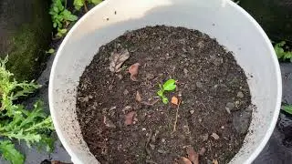 Tour from my greenhouse and backyard. Alberta Urban Gardening