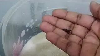Best way to protect white sugar from insects🙏❤