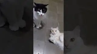 Funny cats videos #catso #kat #katze #kucing #catlovers