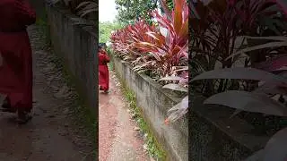 plant hunding....drecina plant bordering.... #plant #flower #garden #gardening #nature