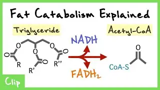 Fatty Acid Catabolism Explained (Beta oxidation, Ketogenesis, Lipolysis, Carnitine Shuttle) | Clip