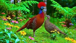Calming Nature Sounds | Forest Birds & Soft Ambient Music for Concentration