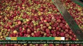 Alt lot de mere, &icirc;ntors din Rusia