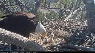 04-18-19 Big Bear Lake eagles; bonk and eat.
