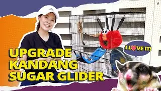 Upgrade Kandang Sugar Glider Dijamin Cakep Abis | 2 Become One Sugar Glider Cage