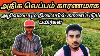 Vegetable crops are on the verge of extinction due to the extremely hot climate prevailing in Sri...