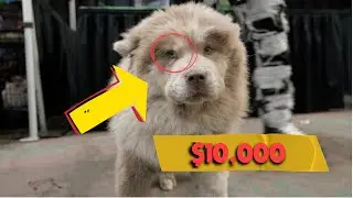 Interviewing Lilac Merle Chow Chow At Dog Show In Dallas Texas