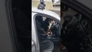Bode's driving. #dogdriver #driver #demand #demands #berenese #berenesemountaindog #gooddog #dog