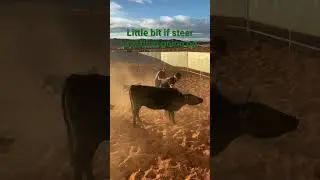 Steer wrestling gone wrong!! #cowboys #country #family #horse #shorts #shortsvideo