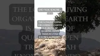 Quick Engaging Facts! Did You Know - Part 44
