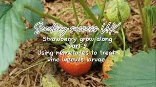How to grow strawberries - treating vine weevil larvae with nemetodes