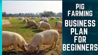 Pig Farming Business Plan