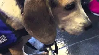 Pets on Wheels Visits Loyola