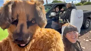 Мы раздали конфеты незнакомцам&hellip; | Подборка собак, часть 5 🎃🐾