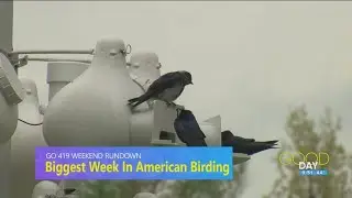 Birds AND planes! | Go 419 Weekend Rundown May 9 - 11