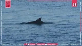 Dolphins swim in the Bosphorus as virus silences Istanbul