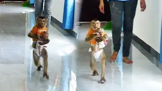 D0D0 Bring CC Run So Fast Follow Mum To Drink Milk