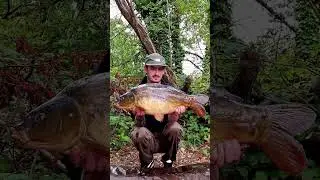 Little Crab munching Yately mirror! #rgbaits #arcticcrab #carp #carpfishing #fishing  #fishinglife