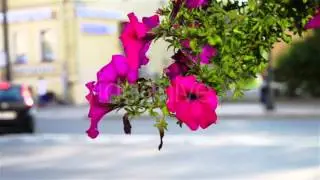Red Flowers Outdoor Beautify Town