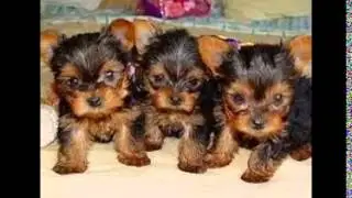 Dogs Free To Good Home