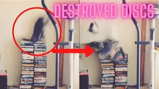 Animals Destroying Things (TRY NOT TO LAUGH)